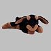 Ty Teenie Beanie Baby Doby der Dobermann