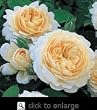 Crocus Rose--English Rose Bush Five Gallon Plant