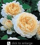 Crocus Rose English Rose Bush Five Gallon Plant 311vBS4vrVL. SL160 Crocus Rose English Rose Bush Five Gallon Plant