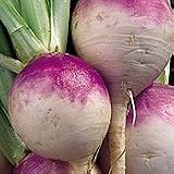 Organic Purple Top White Globe Turnip - 350 Seeds