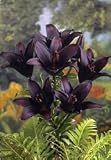 Lily - Asiatic - Landini Flower Bulbs