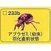 食玩 タカラ チョコQ 日本の動物 第10弾 233b.アブラゼミ(幼虫)羽化直前状態: メーカー:海洋堂 商品名:食玩 タカラ チョコQ 日本の動物 第10弾 233b.アブラゼミ(幼虫)羽化直前状態