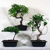 Bonsai Tree-o with Juniper, Elm and Ficus Bonsai Tree-o with Juniper, Elm and Ficus