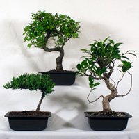 Bonsai Tree-o with Juniper, Elm and Ficus