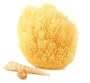 Natural Grass Sea Sponges