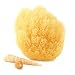 Natural Grass Sea Sponge - 5-6 Inch