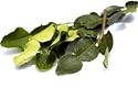 4 Oz. Thai Fresh Kaffir Lime Leaves-grown Organically, Natural with No Pesticides