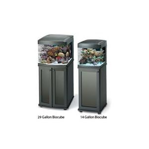 oceanic fish aquarium