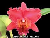 Blc. Chia Lin 
