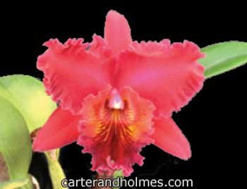 Blc. Chia Lin 'Shinsu #1' AM AOS AM JOGA x Blc Goldenzelle 'Orange Pumpkin'