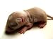 Wallmonkeys Peel and Stick Wall Decals - Baby Gerbil - Close up - Removable Graphic