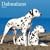 Dalmatians 2009 Wall Calendar