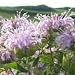 Wahpe Washtemna (Monarda fistulosa variation) - Jumbo Wildflower Seed Packet