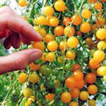 312%2Bz2g0%2BhL. SL160  Gold Rush Currant Tomato Seeds