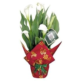 White Christmas Calla Lily - Christmas Plant