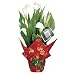 White Christmas Calla Lily - Christmas Plant
