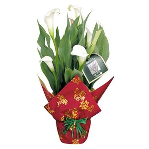 White Christmas Calla Lily - Christmas Plant