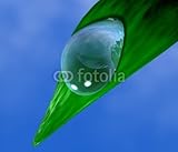 Wallmonkeys Peel and Stick Wall Decals - Dew on a Leaf - 48