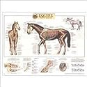 Equine Skeletal System Anatomical Char 20" X 26" Laminated