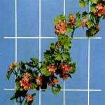 Spalier 40300 mit 3 Streben 150x45 cm weiß