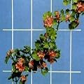 Spalier 40500 mit 5 Streben 150x75 cm wei�