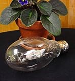 250 Watt Standard MH bulb