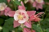 Amazon / Hirts: Perennials; Shade: Cameo Pink & White Columbine - 4 Plants - Aquilegia