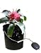 Black Bucket Hydroponic Drip System
