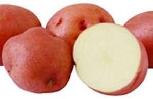 Red Pontiac Seed Potatoes- 5lb Bag