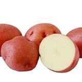On Sale Red Pontiac Seed Potatoes- 5lb Bag by MasterGardening