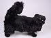   - Black Persian, Standing - Lifelike Plush|One Size - 20 inches