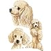 Apricot Poodle Adult Sweatshirt