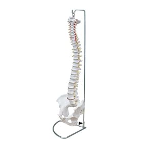 66FIT Flexible Vertebral Column with Pelvis