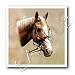 Horse - Palomino Horse - Iron on Heat Transfers