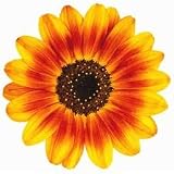 Ornamental Orange Sunflower Flower Die-Cut Photographic Magnet