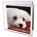 maltese28  - Dogs Maltese Maltese Greeting Cards12 Greeting Cards with