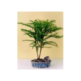 Bonsai Boy's Norfolk Island Pine-Medium(Araucaria Heterophila)