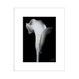 Arum Lily IV Poster Print