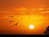3126D8szlNL. SL160  Frigate Birds Soaring at Sunrise, Cayos Cochinos, Islas De La Bahia, Honduras Photographic Poster Print by Ralph Lee Hopkins, 18x24