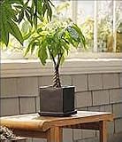 Small Money Tree