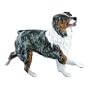 Autralian Shepherd