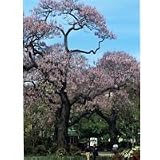 Empress Royal Paulownia Tree