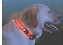 Nite Dawg L.E.D. Collar, Orange, Small