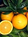 Patio/Dwarf Grafted Valencia Orange Tree