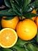 Patio/Dwarf Grafted Valencia Orange Tree