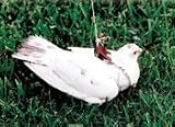 TBI Pigeon Harness 3128L Y9arL. SL160 TBI Pigeon Harness