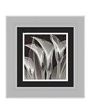 Four Callas #3 by Steven N. Meyers Framed Art