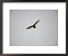 Circling Turkey Vulture Rides Air Currents Animals Framed Art Poster Print by Stephen...