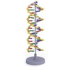 DNA Doppelhelix - 24 Basenpaare (2 Windungen)