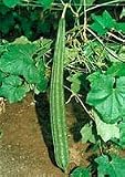 Rishi Ridge gourd seed packet